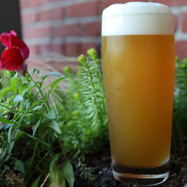 An image of Fresh Cut, an American Pale Ale brewed by BriarBrothers Brewing Company in Buffalo, NY