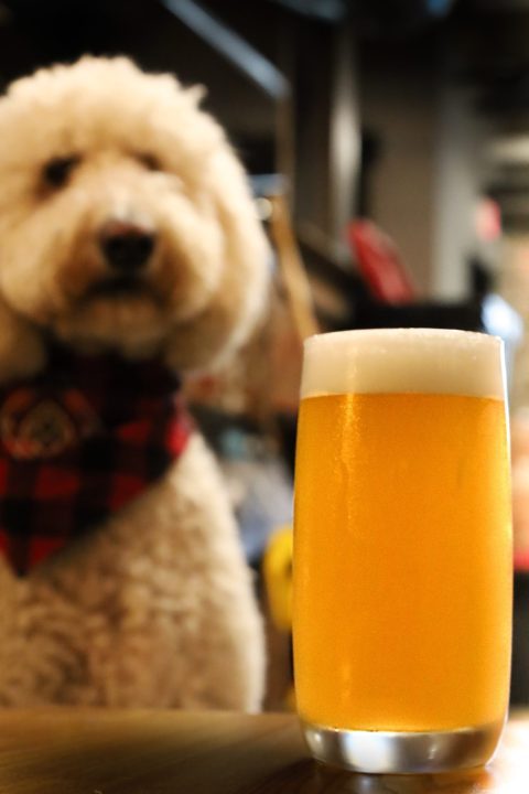An image of Big Stretch, a west coast pale ale brewed by BriarBrothers Brewing Company in Buffalo, NY